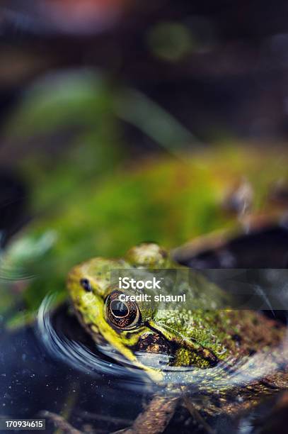Frogs Life Stock Photo - Download Image Now - Wood Frog, Bullfrog, Vertical