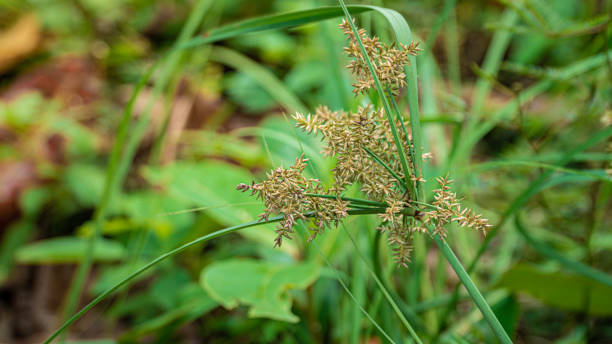 istock wild plant almost like wheat 1709348126