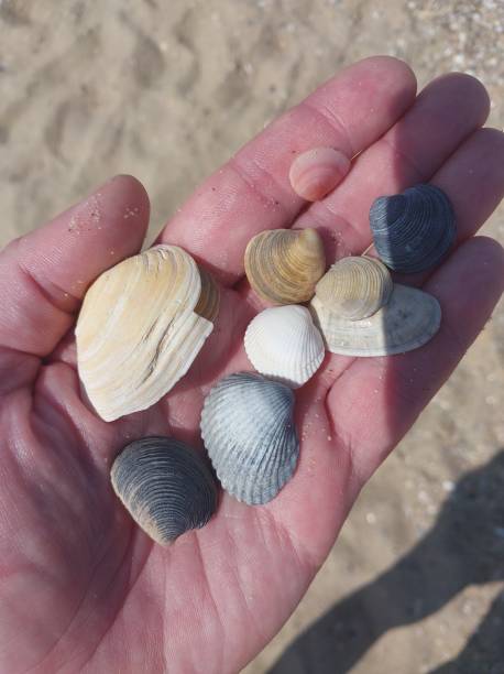 istock Texture of shells on the Black Sea 1709353247