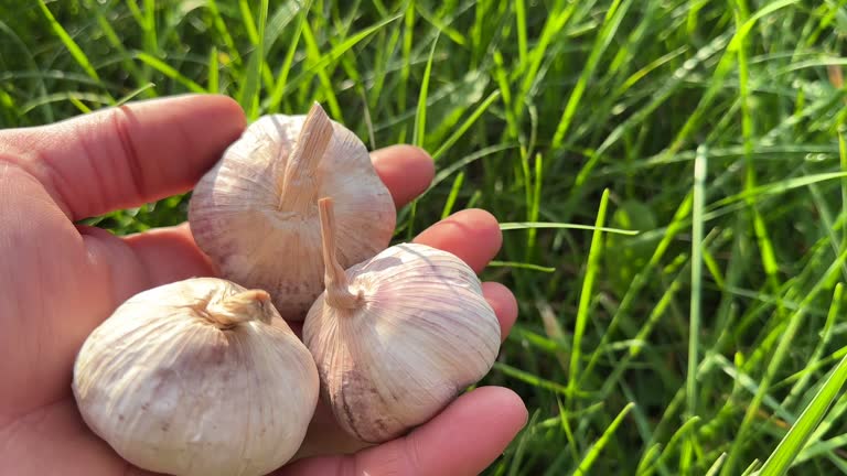 Garlic in hand at green vegetation in farm field. Garlic (Allium sativum)