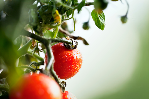 ripe cherry tomato on plant, covered with drops of water