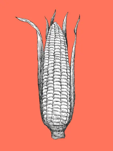 Vector illustration of Hand-drawn illustration of Corn