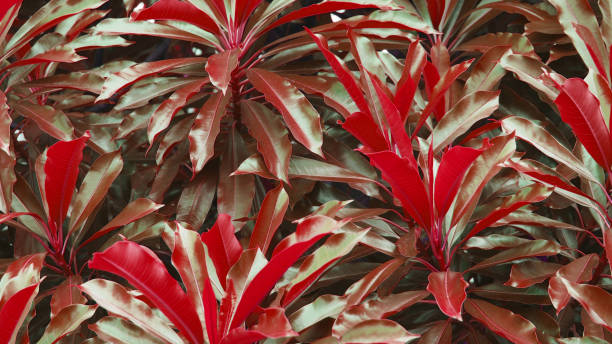 istock An image of shiny leaf that has been adjusted to a crimson brown color. 1709393500