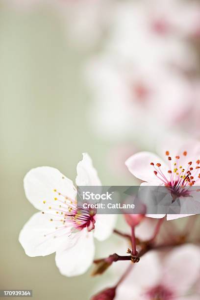 Сакура Цветения Вишни — стоковые фотографии и другие картинки Цветок вишни - Цветок вишни, Без людей, Вертикальный