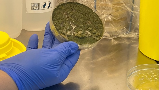 A technician carefully holds a petri dish containing Aspergillus within a fume cupboard at a microbiological laboratory.