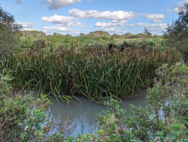 istock Tall reeds growing in a river 1709399316