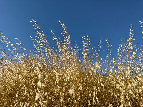 Yellow tall grass dried out of thirst in the summer sun, blue sky in the background. No people.