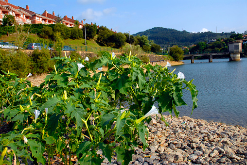 Ruderal plants: Jimson Weed (Datura stramonium) in flower next to a water reservoir.