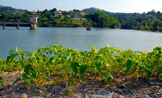 Ruderal plants: Jimson Weed (Datura stramonium) in flower next to a water reservoir.