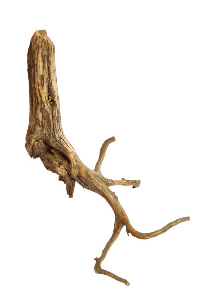 istock Tree root driftwood with many branches isolated on a white background with clipping path 1709412782