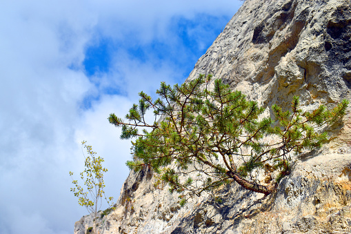 A Scots pine (Pinus sylvestris) grows spontaneously on some limestone rocks.