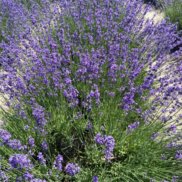 istock Lavender field in Krasnodar Krai, Russia 1709416574