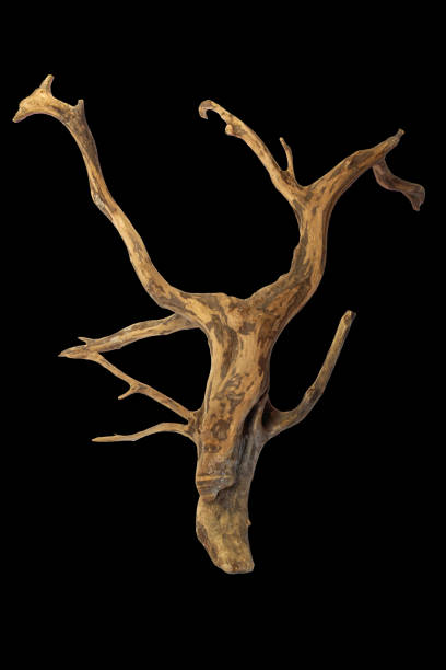 istock Driftwood with a beautiful textured aquascape isolated on black background with clipping path 1709418711