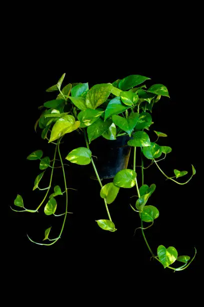 Hanging golden pothos creeper plant with black pot isolated on black background with clipping path