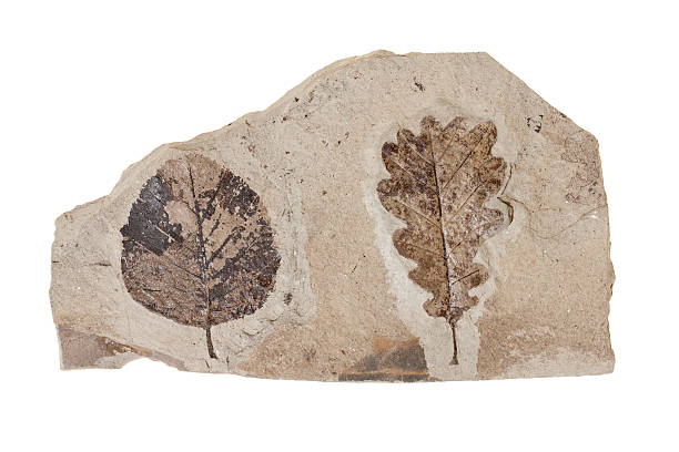 dos leafs fossil sobre fondo blanco - fossil leaves fotografías e imágenes de stock