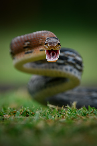Vertical portrait of an aggressive copperhead rat snake from Manas National Park, Assam, India