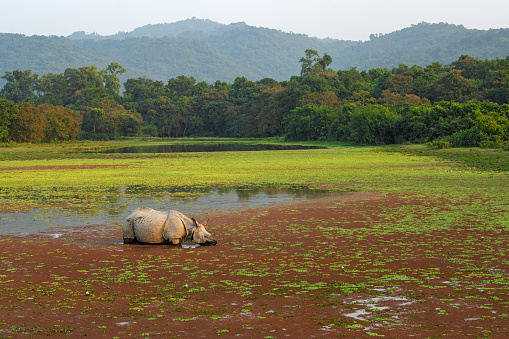 Habitat shot of a greater one-horned rhino feeding in a lake covered in red algae on a winter evening at Kaziranga National Park, Assam