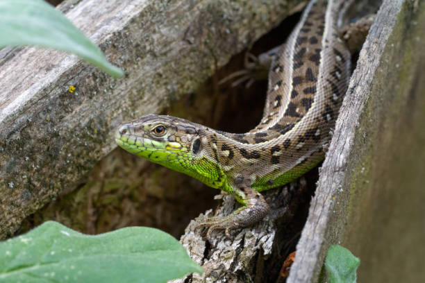istock Close-up a lizard on the natural background. 1709425185