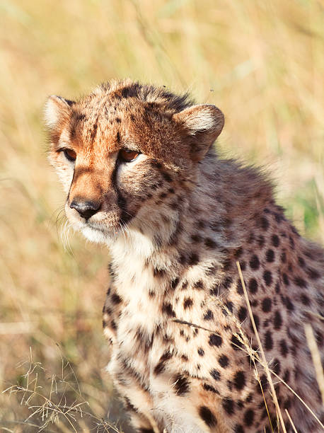 istock Male cheetah in Masai Mara 170943070