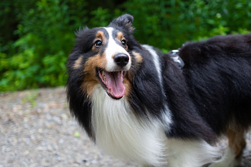Portrait of happy sheltie in the park