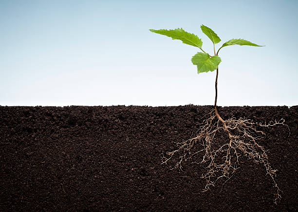 planta con raíces expuestos - root growth dirt seed fotografías e imágenes de stock