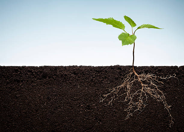 planta com exposições raízes - cultivated imagens e fotografias de stock