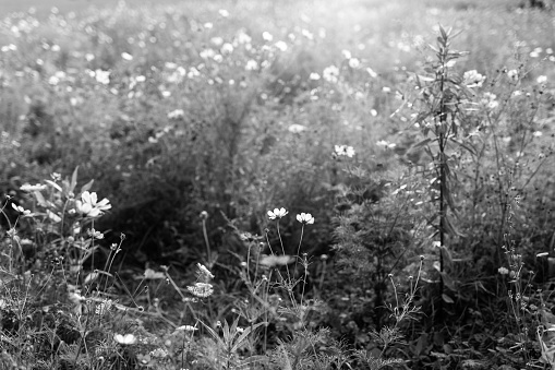 Flower Meadow in Park. Krakow. Black and white.