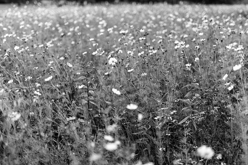 Flower Meadow in Park. Krakow. Black and white.