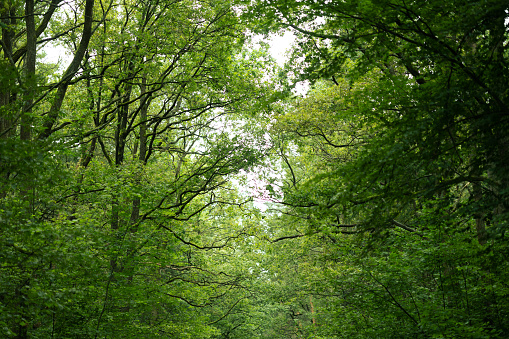 narrow path through young green forest in Hallabrottet Kumla Sweden