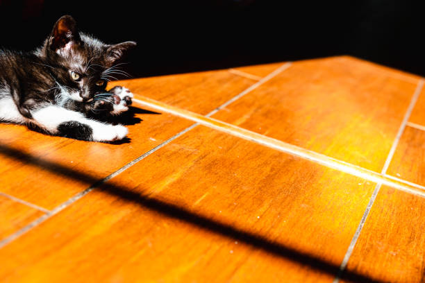 Black kitten resting in the sun on the house floor.