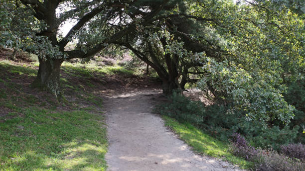 istock A shaded curve in the hiking trail 1709445017