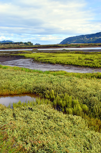 Landscape of the Urdaibai marshes with brackish water vegetation (halofite). Bizkaia. Basque Country. Spain.