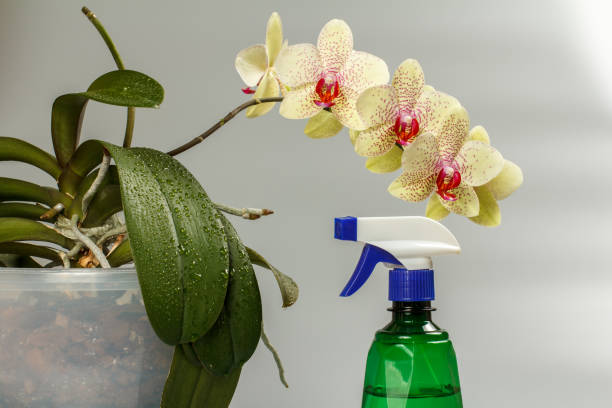 istock Yellow orchid flower and sprayer on gray background. 1709449958