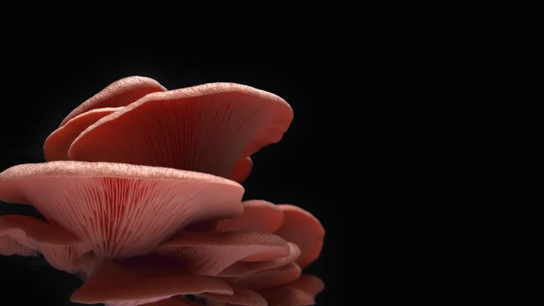 Oyster mushrooms or fungi growing cut out on black background time lapse