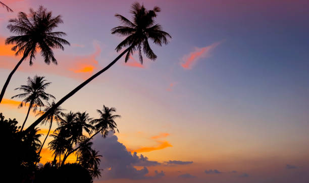 istock Banner Summer with colorful theme as palm trees background as texture frame background 1709453856