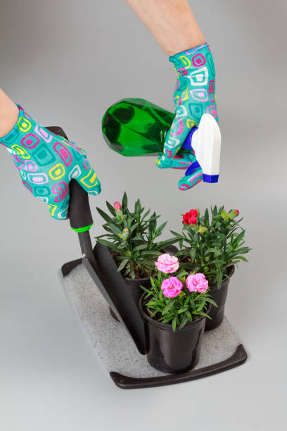 istock Spraying carnation flowers in pots at home. 1709454385