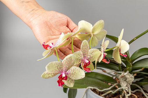 Woman's hand holding a branch of yellow phalaenopsis orchid flowers on the grey background. Tropical flower.