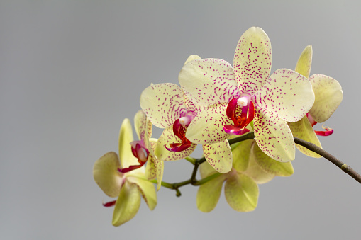 botany plantae family Orchidaceae decoration plant orchid flower