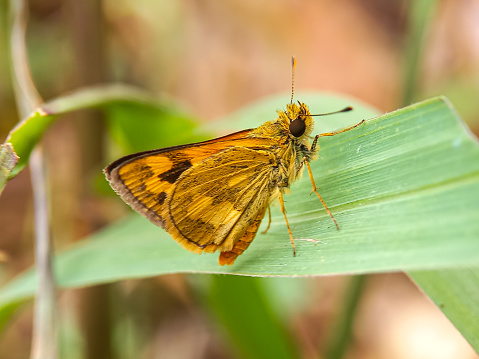 Polites peckius, the Peck's skipper, is a North American butterfly in the family Hesperiidae, subfamily Hesperiinae.