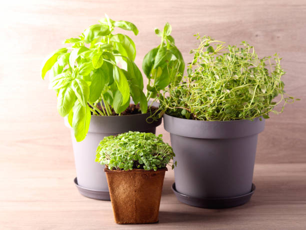 istock growing herbs to use in cooking 1709478376