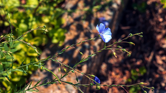 Flax or Linum usitatissimum, also known as common flax or linseed, is a member of the genus Linum in the family Linaceae.