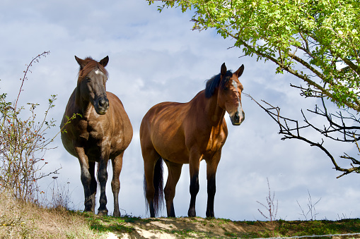 Front view of 2 beautiful and peaceful standing horses with sky in the background in the morning light in France.