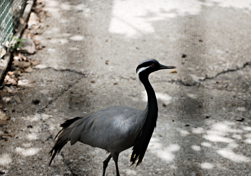 The Maiden Crane is the smallest species of the crane family. The species is a breeding bird of the boreal zone as well as the steppe and desert zones from southeastern Europe through central Asia to northwestern Mongolia and northeastern China. In Central Europe, the Maiden Crane is a very rare stray visitor.