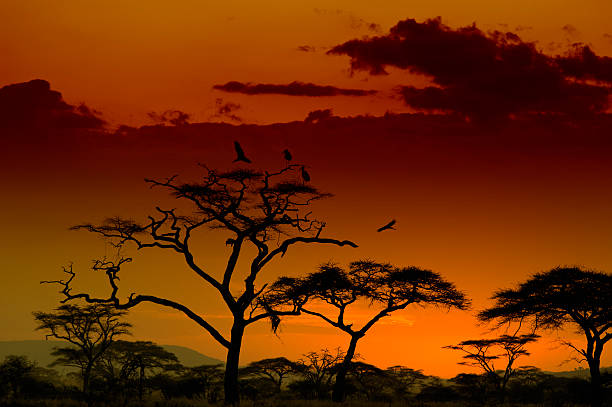 istock Marabou Storks landing on a tree at sunset, Serengeti, Africa 170950622
