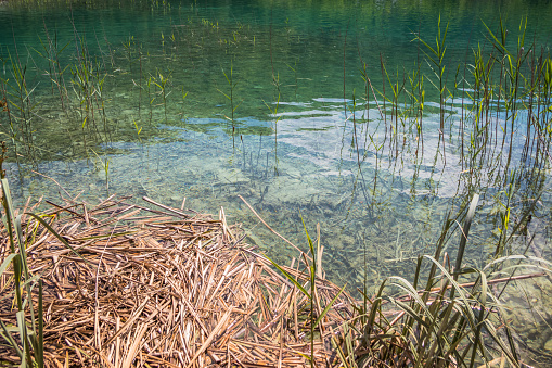 The shore of a transparent lake in the reeds. Rocks and green trees around lakes with blue water. Breathtaking view in the Plitvice Lakes National Park .Croatia