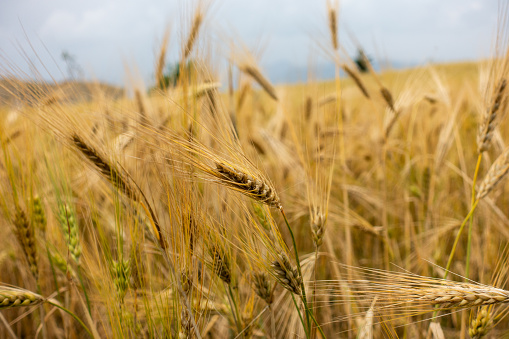 Ripe wheat fields in the Himalayan countryside of Uttarakhand, India, ready for harvest.