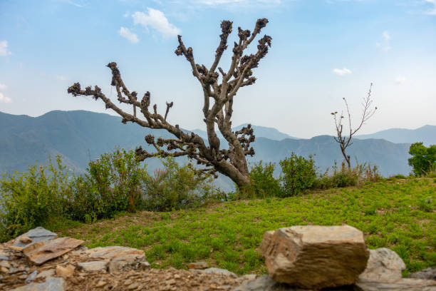 Excessive pruning and topping of a mature tree in the hills of Uttarakhand, India, resulting in a branchless, leafless state - illustrating farming practices. Excessive pruning and topping of a mature tree in the hills of Uttarakhand, India, resulting in a branchless, leafless state - illustrating farming practices. misshaped stock pictures, royalty-free photos & images