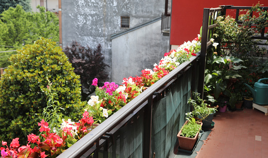 Cast iron balcony with multi colored  geranium flower pots. Galicia, Spain.