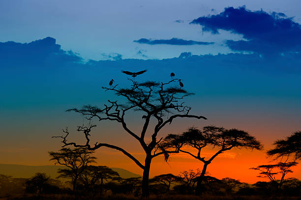 istock Marabou Storks landing on a tree at sunset, Serengeti, Africa 170954446