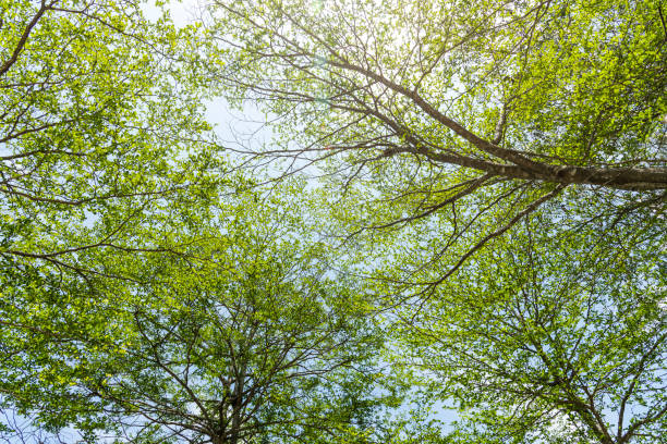 istock Lush green trees with blue sky background 1709544467